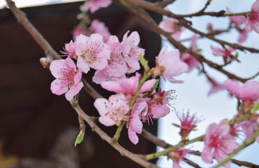 Obraz premium Delicate pink floral background with copy space and blurred background. Branches of peach tree in blooming in garden. Selective focus