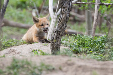 Cute Baby red fox in spring