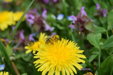 close-up shot of a bee covered with pollen on a bright yellow dandelion flower on green background