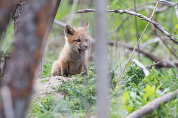 Cute Baby red fox in spring