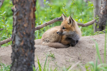 Cute Baby red fox in spring