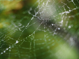 Drops on the cobweb