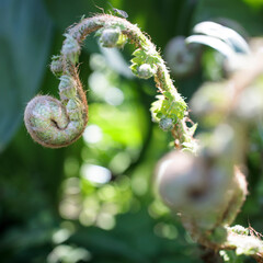 Pteridium aquilinum, also known as eagle fern, is a species of fern occurring in temperate and subtropical regions in both hemispheres.