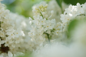 Blooming lilac bushes in spring