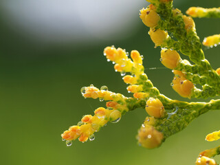 Drops on yellow thuja buds