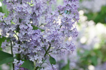 Blooming lilac bushes in spring