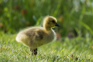  Canada goose (Branta canadensis) babies 