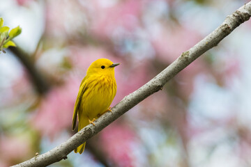 Male yellow warbler (Setophaga petechia) 
