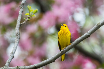 Male yellow warbler (Setophaga petechia) 