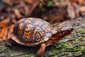 A tortoise on a log with moss and a blurred background.