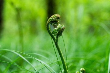 Fern in the grass © Tomasz