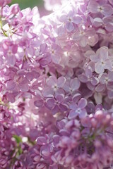 Blooming lilac bushes in spring