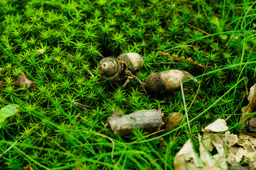 acorns on the moss
