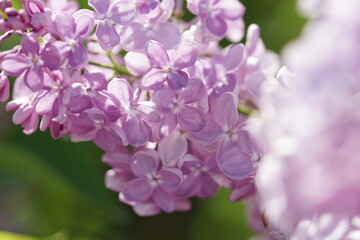 Naklejka na ściany i meble Blooming lilac bushes in spring
