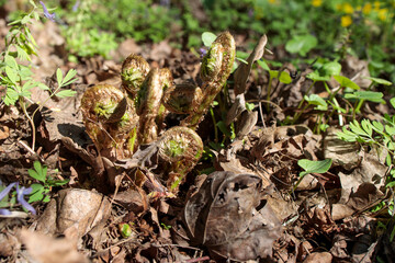 Pteridium aquilinum, also known as eagle fern, is a species of fern occurring in temperate and subtropical regions in both hemispheres.