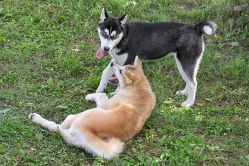 Border collie puppy and akita inu puppy are playing on a green grass in the summer park. Four month old. Pet animals.