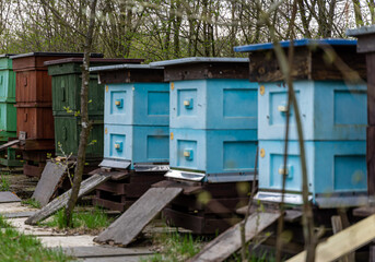 Blue beehives standing - early spring. Still too cold for the bees to fly. 
