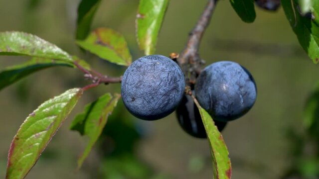 Ripe Blackthorn in natural environment (Prunus spinosa) - (4K)