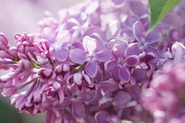 Blooming lilac bushes in spring