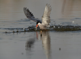 White-cheeked Tern emerging out with a fish after a dive at Asker marsh, Bahrain