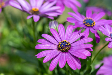 Close up of an African daisy (osteospermum) flower in bloom