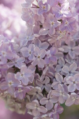 Blooming lilac bushes in spring