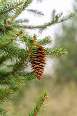 Naklejka na ściany i meble Pine hanging on the tree - early spring in Oregon, Portland