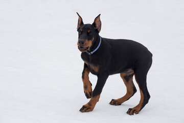Cute doberman pinscher puppy is standing on a white snow in the winter park. Three month old. Pet...