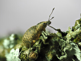 Würfelfleckiger Staubrüssler (Liophloeus tessulatus)