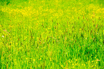 green grass background