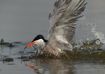 White-cheeked Tern fishing at Asker marsh, Bahrain