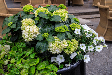 Ornamental hydrangea and petunia bushes in large outdoor pots line the border of outdoor cafes
