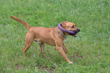 Cute american pit bull terrier puppy is running with dog ring on a green grass in the summer park. Pet animals.