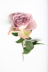 One pale purple rose in a white fluted vase on the table as decoration for the wedding reception for special occasion