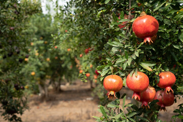 Pomegranate tree plantation on picking season