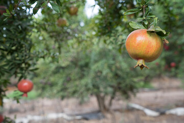 Pomegranate tree plantation on picking season