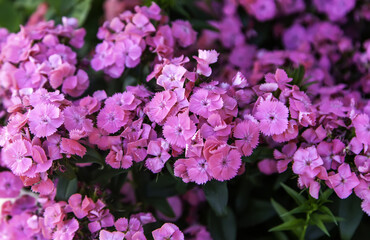 Natural pink flowers