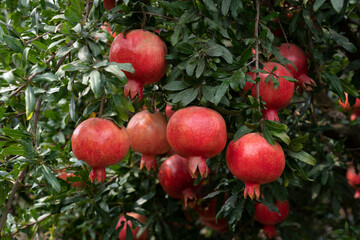 Pomegranate tree plantation on picking season