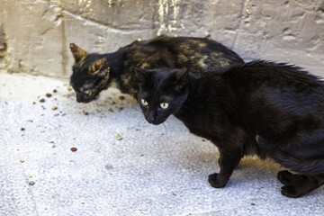 Black cat on street