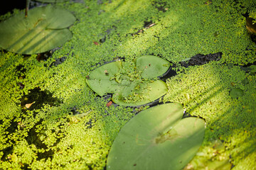 Water lily. Plants on the lake. Swamp with water lilies.