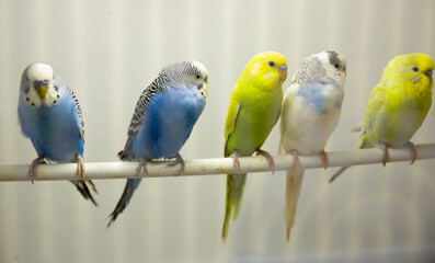Close-up blue, yellow, green and white budgies birds sitiing on a stick in an aviary