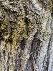 bark of a tree