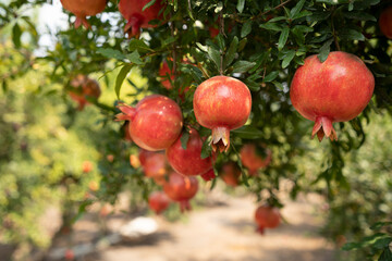Pomegranate tree plantation on picking season
