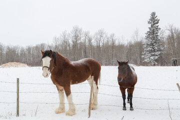 two brown horses standing in the winter snow
