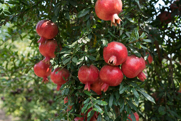 Obraz premium Pomegranate tree plantation on picking season