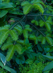 fern in the forest