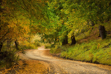 Obraz premium otoño , verde , paisaje , arbol,carretera, otoñal, bosque, caer, árbol, árbol, naturaleza, paisaje, camino, hojas, ciclos, amarilla, follaje, verde, curva, madera, viajando, campesina, variopinto