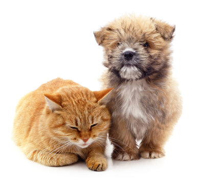 Red cat and brown puppy.