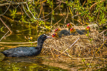 Fototapeta premium Den Helder, the Netherlands. May 3, 2021. Young coots being fed on the nest by mother coot.