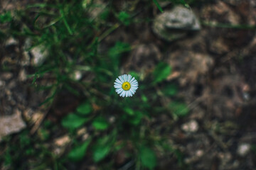 macro photo of a daisy in the mountains